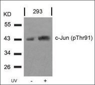Anti-phospho-JUN (pThr91) antibody produced in rabbit affinity isolated antibody