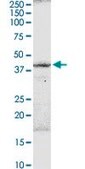 Anti-B3GNT3 antibody produced in rabbit purified immunoglobulin, buffered aqueous solution