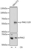 Anti-Phospho-PAK2-S20 antibody produced in rabbit