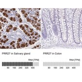 Anti-PRR27 antibody produced in rabbit Prestige Antibodies® Powered by Atlas Antibodies, affinity isolated antibody, buffered aqueous glycerol solution