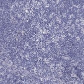 Anti-MLF1 antibody produced in rabbit Prestige Antibodies&#174; Powered by Atlas Antibodies, affinity isolated antibody, buffered aqueous glycerol solution