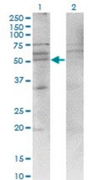 Monoclonal Anti-CXCR4, (N-terminal) antibody produced in mouse clone 2G9, purified immunoglobulin, buffered aqueous solution