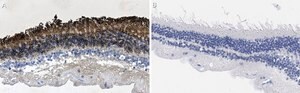Anti-Rhodopsin CT Antibody, clone Rho 1D4 ZooMAb&#174; Mouse Monoclonal recombinant, expressed in HEK 293 cells