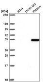 Anti-ZGPAT antibody produced in rabbit Prestige Antibodies&#174; Powered by Atlas Antibodies, affinity isolated antibody
