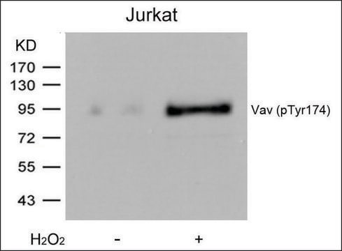 抗-磷酸化-VAV1 (pTyr174) 兔抗 affinity isolated antibody