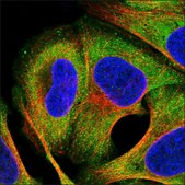 Anti-TEX14 antibody produced in rabbit Prestige Antibodies® Powered by Atlas Antibodies, affinity isolated antibody, buffered aqueous glycerol solution