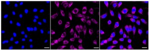 Anti SLC6A5 Antibody, clone 23GB4145, Rabbit Monoclonal clone 23GB4145, recombinant rabbit monoclonal, expressed in HEK293 cells