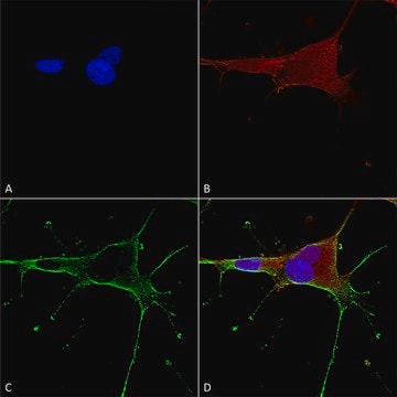 Monoclonal Anti-Dicer - Atto 594 antibody produced in mouse clone S167-7, purified immunoglobulin