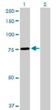 Anti-SNX1 antibody produced in rabbit purified immunoglobulin, buffered aqueous solution