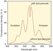 BioTracker&#8482; Green Lipid Peroxide Live Cell Ferroptosis Indicator