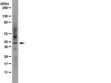 Anti-FOXA1 Antibody, clone 2F83 clone 2F83, from mouse