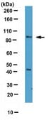 Anti-Neurotrypsin Antibody from rabbit, purified by affinity chromatography