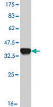 Monoclonal Anti-SMAD6 antibody produced in mouse clone 4F4, purified immunoglobulin, buffered aqueous solution