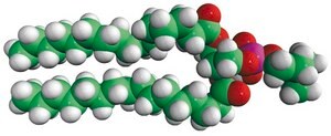 16:0 Dimethyl PE 1,2-dipalmitoyl-sn-glycero-3-phosphoethanolamine-N,N-dimethyl, powder