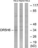 Anti-OR5H6 antibody produced in rabbit affinity isolated antibody