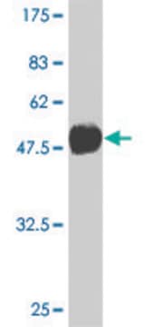 Monoclonal Anti-TBX3 antibody produced in mouse clone 3A10, ascites fluid