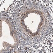 Anti-NT5C2 antibody produced in rabbit Prestige Antibodies® Powered by Atlas Antibodies, affinity isolated antibody, buffered aqueous glycerol solution