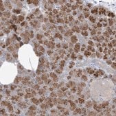 Anti-PLEKHA3 antibody produced in rabbit Prestige Antibodies® Powered by Atlas Antibodies, affinity isolated antibody, buffered aqueous glycerol solution