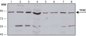 Anti-TFRC antibody produced in rabbit ~1.0&#160;mg/mL, affinity isolated antibody