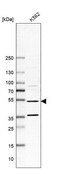 Anti-MTERF1 antibody produced in rabbit Prestige Antibodies® Powered by Atlas Antibodies, affinity isolated antibody, buffered aqueous glycerol solution