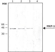 Anti-MAP Kinase Phosphatase-1 (MKP-1) antibody produced in rabbit IgG fraction of antiserum, buffered aqueous solution