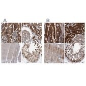 Anti-GLOD4 antibody produced in rabbit Prestige Antibodies&#174; Powered by Atlas Antibodies, affinity isolated antibody, buffered aqueous glycerol solution, Ab1