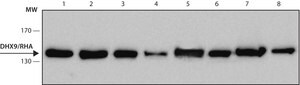 Monoclonal Anti-DHX9/RHA antibody produced in rat clone 8E3, purified from hybridoma cell culture