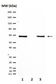 抗雌激素受体α抗体 from rabbit, purified by affinity chromatography