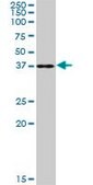 Anti-RFC2 antibody produced in mouse IgG fraction of antiserum, buffered aqueous solution