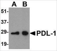 抗-PDL-1 兔抗 affinity isolated antibody, buffered aqueous solution