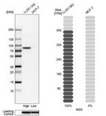 Anti-MSN antibody produced in rabbit Prestige Antibodies&#174; Powered by Atlas Antibodies, affinity isolated antibody, buffered aqueous glycerol solution