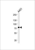 [KO Validated]Anti-HADHA antibody produced in rabbit [Knockout Validated],affinity isolated antibody, buffered aqueous solution