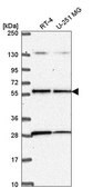 Anti-STK11 antibody produced in rabbit Prestige Antibodies&#174; Powered by Atlas Antibodies, affinity isolated antibody