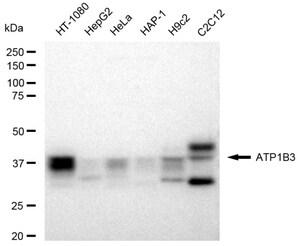 KD-Validated Anti ATP1B3 Antibody, clone 23GB4740, Rabbit Monoclonal clone 23GB4740, recombinant rabbit monoclonal, expressed in HEK293 cells