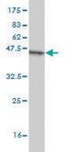 Monoclonal Anti-ATBF1 antibody produced in mouse clone 3B1, purified immunoglobulin, buffered aqueous solution