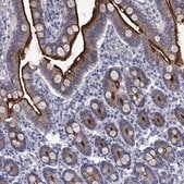 Anti-SLC1A1 antibody produced in rabbit Prestige Antibodies&#174; Powered by Atlas Antibodies, affinity isolated antibody, buffered aqueous glycerol solution