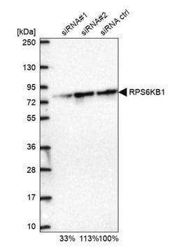 Anti-RPS6KB1 antibody produced in rabbit Prestige Antibodies&#174; Powered by Atlas Antibodies, affinity isolated antibody, buffered aqueous glycerol solution