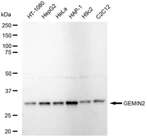 KD-Validated Anti GEMIN2 Antibody, clone 23GB5835, Rabbit Monoclonal clone 23GB5835, recombinant rabbit monoclonal, expressed in HEK293 cells