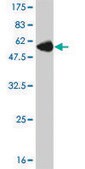 Monoclonal Anti-NNMT antibody produced in mouse clone 2F2, purified immunoglobulin, buffered aqueous solution