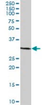 Anti-TBC1D7 antibody produced in mouse IgG fraction of antiserum, buffered aqueous solution