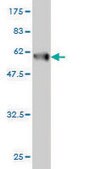 Monoclonal Anti-CLIC1 antibody produced in mouse clone 3F9, purified immunoglobulin, buffered aqueous solution