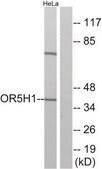Anti-OR5H1 antibody produced in rabbit affinity isolated antibody