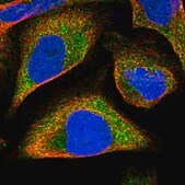 Anti-FRYL antibody produced in rabbit Prestige Antibodies&#174; Powered by Atlas Antibodies, affinity isolated antibody, buffered aqueous glycerol solution, ab1