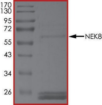 NEK8, Active PRECISIO&#174; Kinase, recombinant