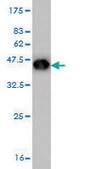 Monoclonal Anti-FHL1 antibody produced in mouse clone 2A9, purified immunoglobulin, buffered aqueous solution