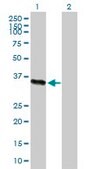 Anti-ICAM2 antibody produced in mouse purified immunoglobulin, buffered aqueous solution