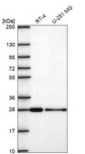 Anti-CHMP3 antibody produced in rabbit Prestige Antibodies&#174; Powered by Atlas Antibodies, affinity isolated antibody