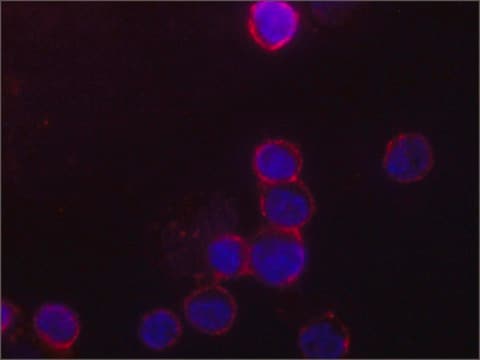 Anti-Orai1 antibody, Mouse monoclonal clone ORAI1-89, purified from hybridoma cell culture