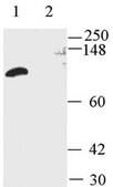 Anti-Potassium Channel MaxiK Antibody, calcium activated, aa1097-1196 Chemicon®, from rabbit