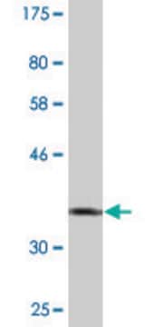 Monoclonal Anti-ZNF157 antibody produced in mouse clone 3G3, purified immunoglobulin, buffered aqueous solution